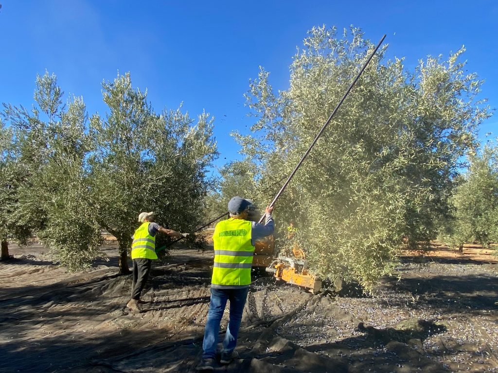 Trabajadores vareando un olivo en la Finca La Capilla, en Antequera